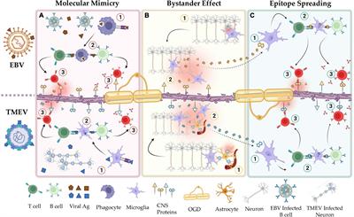 Theiler’s virus-induced demyelinating disease as an infectious model of progressive multiple sclerosis